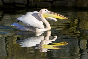 roze pelikaan (pelecanus onocrotalus) 3-2023
